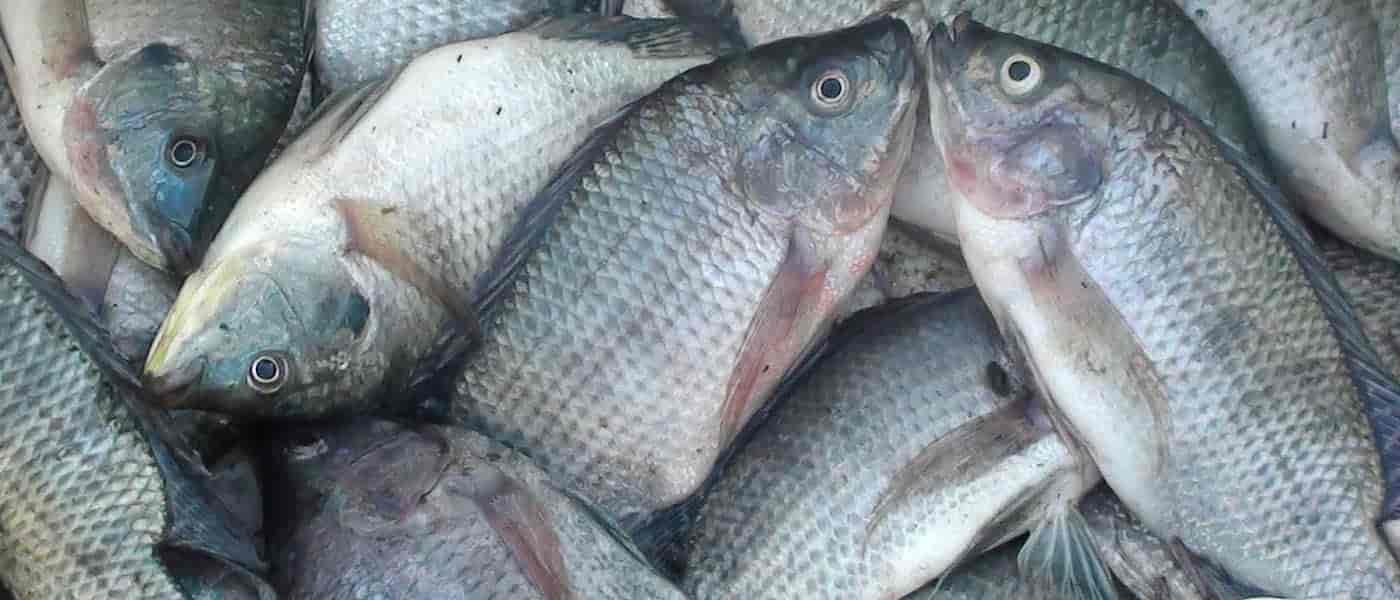 Tilapia