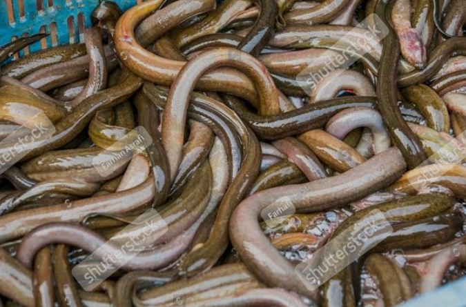 Eel Fish